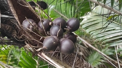 Bactris major