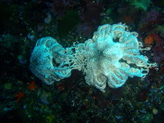 Astrocladus euryale