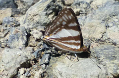 Dodona deodata
