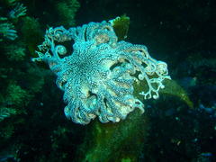 Astrocladus euryale