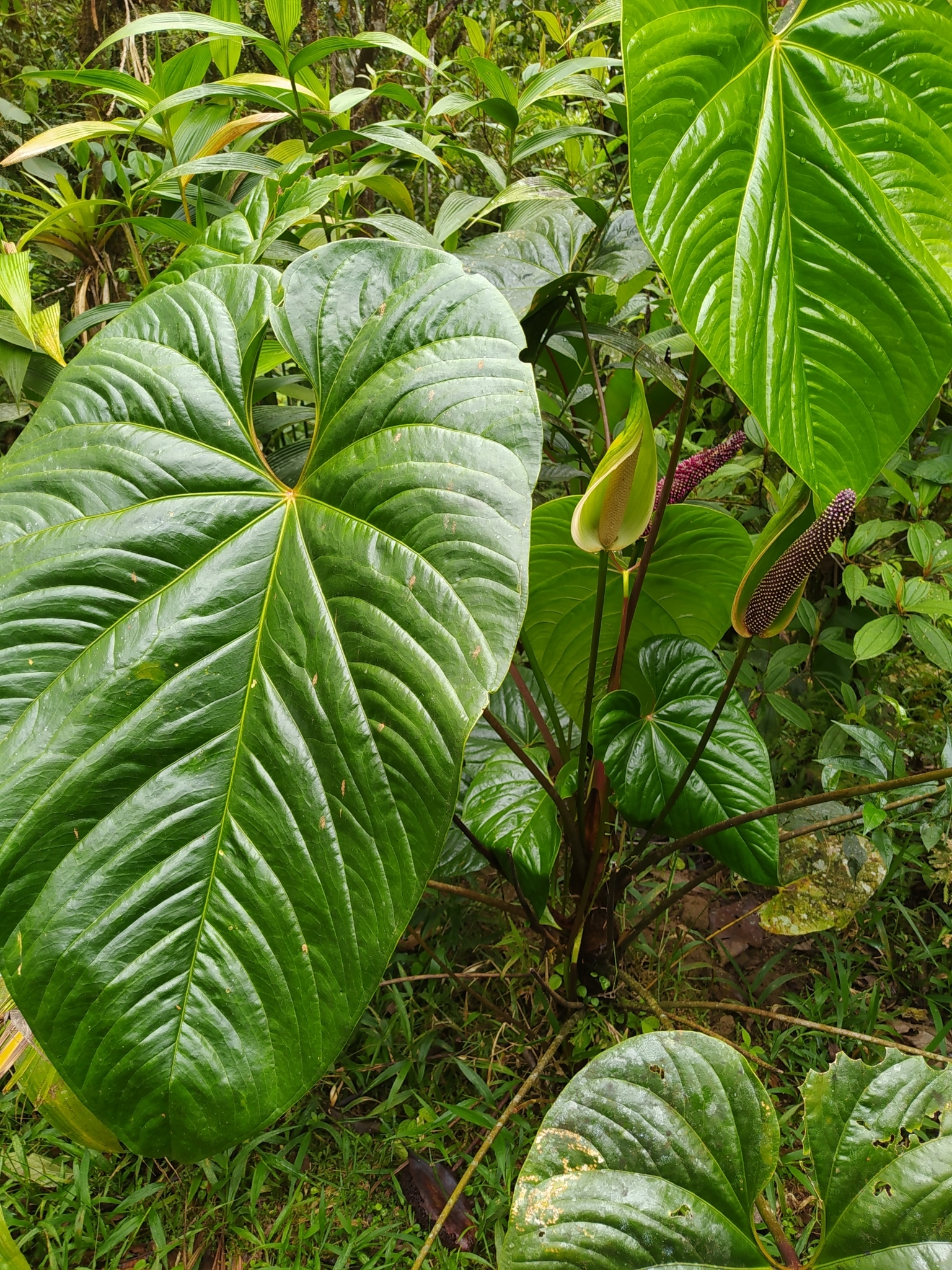 Anthurium formosum  iNaturalist