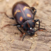 Ceropria superba - Photo (c) Joshua Wong, some rights reserved (CC BY-NC), uploaded by Joshua Wong