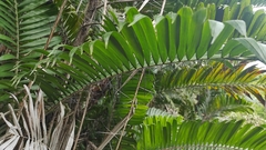 Bactris major