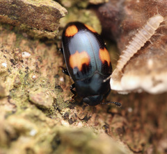 Aulacocheilus tetraphacus