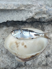 Brevoortia tyrannus