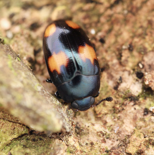 Aulacocheilus tetraphacus · iNaturalist