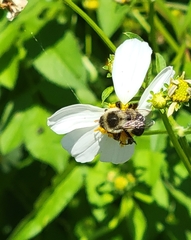 Bombus impatiens image