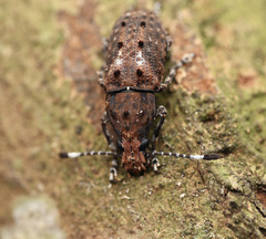 Platystomos wallacei