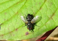 Lecanipa bicincta