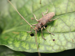 Acalolepta rusticatrix