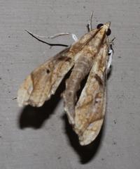 Terastia africana