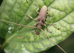 Acalolepta rusticatrix