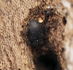 Hyberis