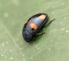 Aulacocheilus tetraphacus