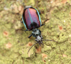 Physodera eschscholtzii