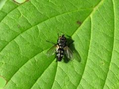 Lecanipa bicincta