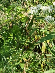Eupatorium altissimum