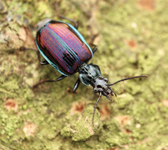 Physodera eschscholtzii