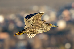 Nycticorax nycticorax obscurus