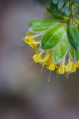Pimelea suaveolens