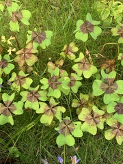Oxalis tetraphylla