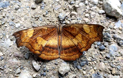 Laringa horsfieldii