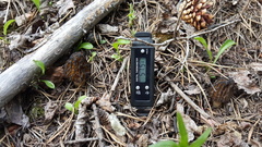 Morchella angusticeps