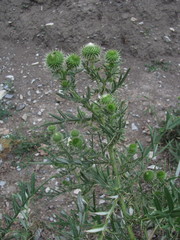 Cirsium ciliatum