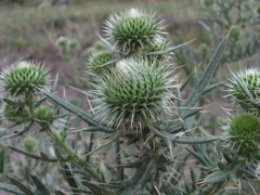 Cirsium ciliatum
