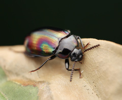 Ceropria opulenta