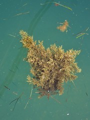 Cystoseira compressa