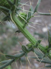 Cirsium ciliatum