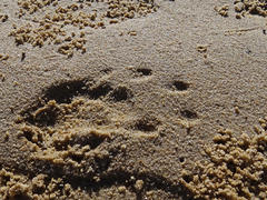 Aonyx capensis capensis