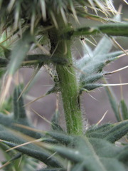 Cirsium ciliatum