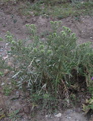 Cirsium ciliatum