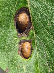Euura bridgmanii