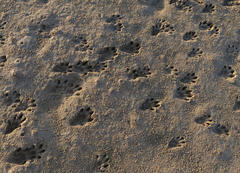 Aonyx capensis capensis