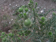 Cirsium ciliatum