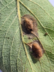 Euura bridgmanii