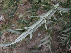 Cirsium ciliatum