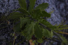 Osmitopsis dentata