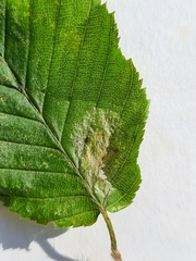 Phyllonorycter esperella