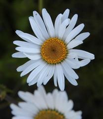 Osmitopsis dentata