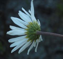 Osmitopsis dentata