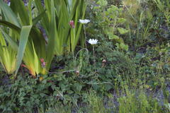 Osmitopsis dentata