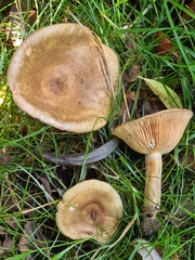 Lactarius ruginosus