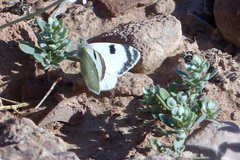 Euchloe transcaspica