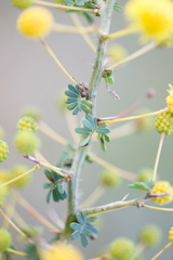 Acacia pulchella