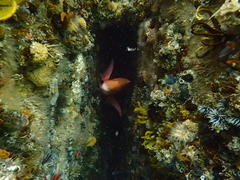 Chrysoblephus laticeps