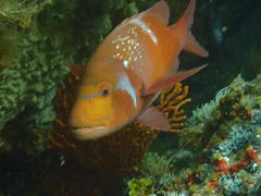 Chrysoblephus laticeps